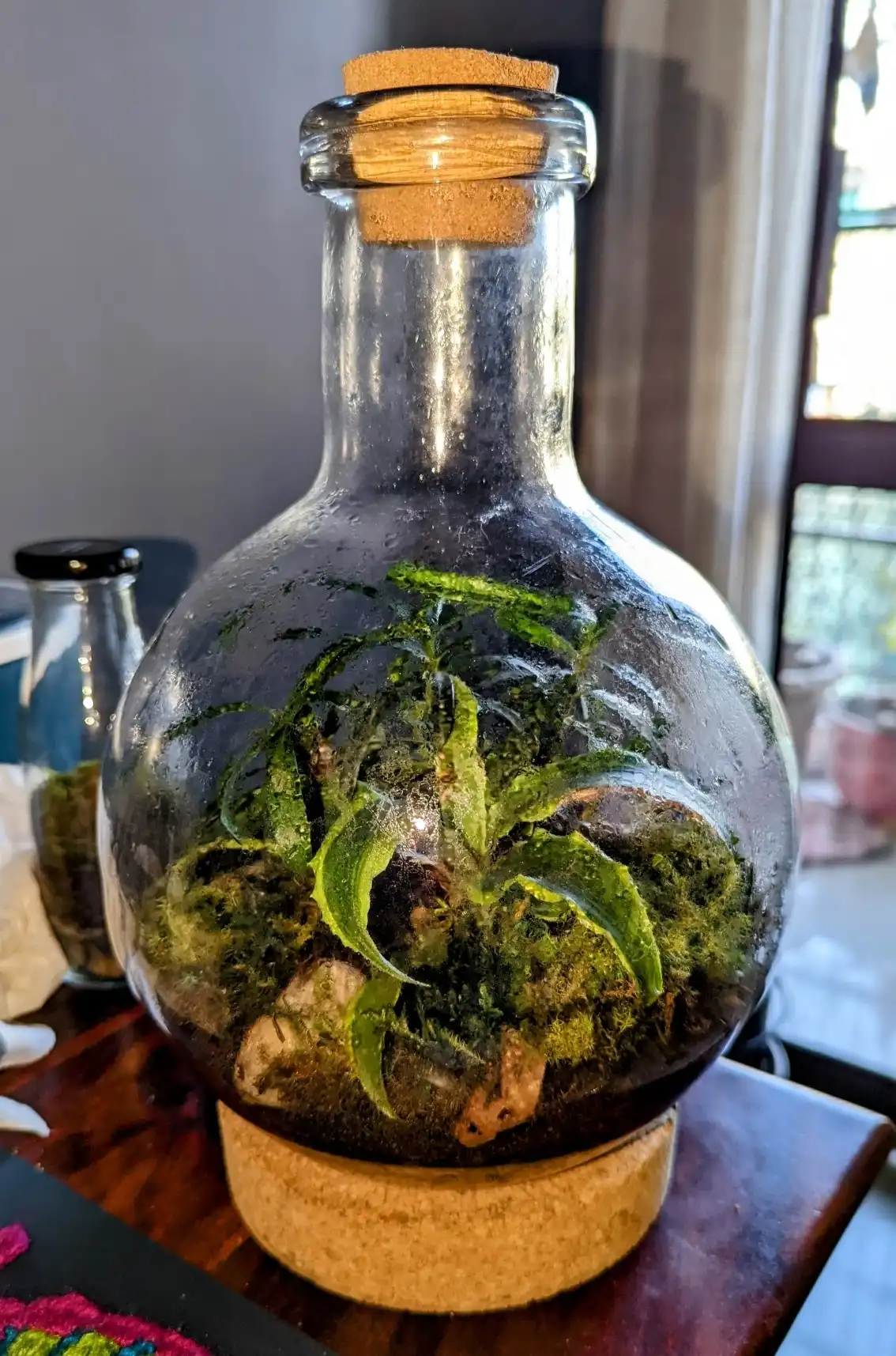 The terrarium on my desk.